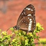 IMG_3548f.jpg