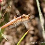 IMG_3834f.jpg