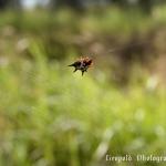 IMG_3825f.jpg