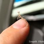 IMG_3799z.jpg
