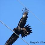 IMG_3868fz.jpg