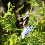 IMG_3996f.jpg
