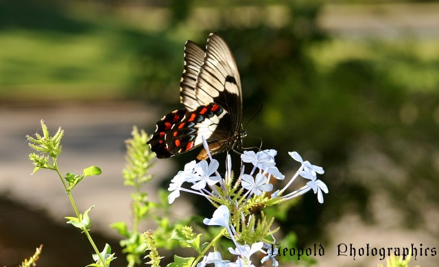 Orchard Swallowtail Butterfly