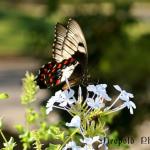 Orchard Swallowtail Butterfly