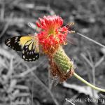 IMG_3830ffz.jpg