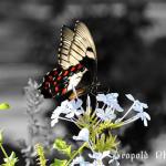 IMG_4009ffz.jpg