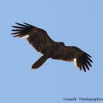 IMG_4396f.jpg
