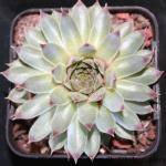 cactus301205.jpg