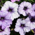 Flora