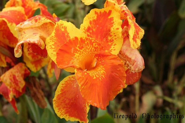 canna_lily.jpg