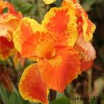 canna_lily.jpg