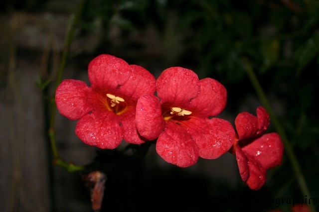 flower1.jpg