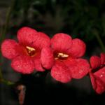 flower1.jpg