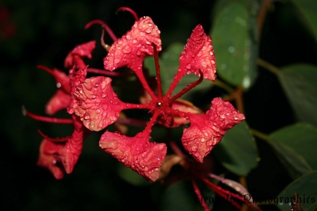flower3.jpg