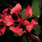 flower3.jpg