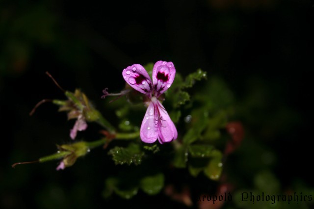 flower4.jpg
