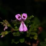 flower4.jpg