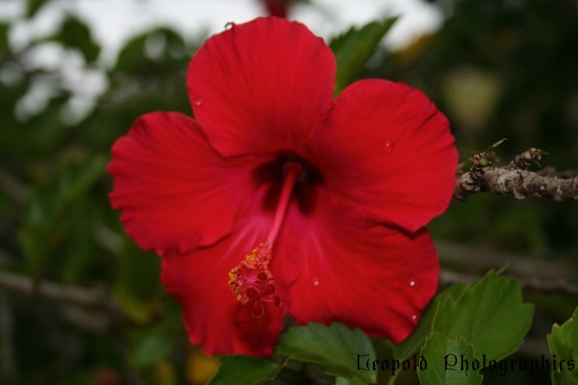 hibiscus.jpg