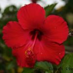 hibiscus.jpg