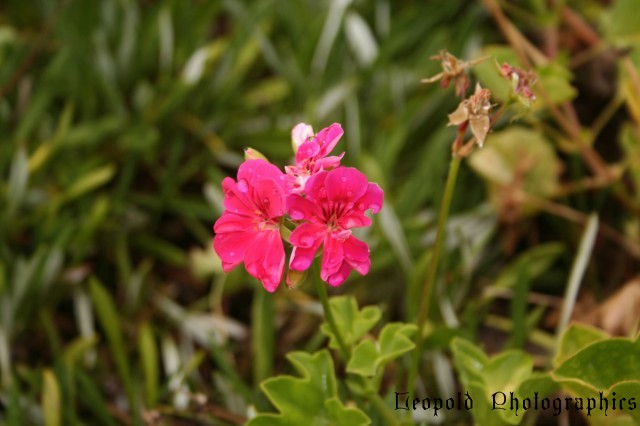 ivy_geranium.jpg