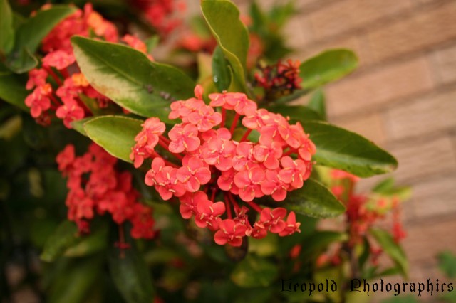 ixora.jpg
