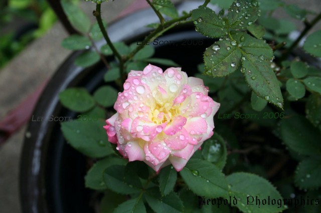 Rosey_with_Moisture.jpg
