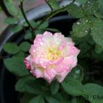 Rosey_with_Moisture.jpg