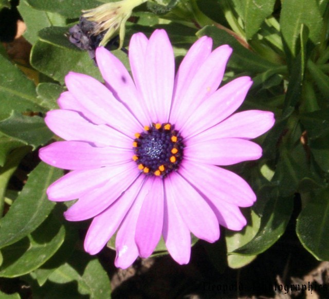 flower1.jpg