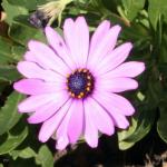 flower1.jpg