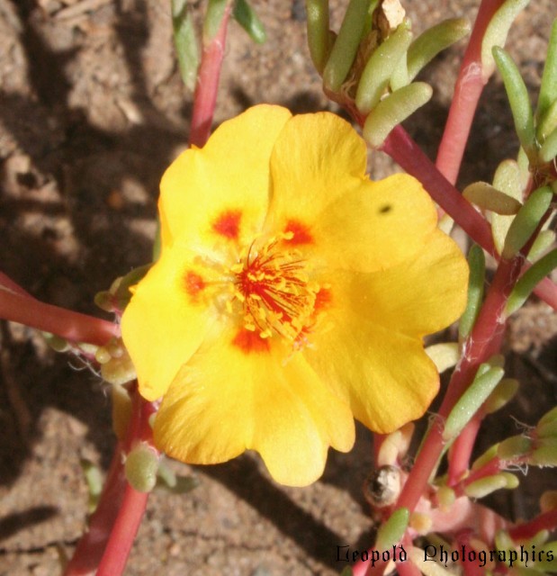 flower2.jpg