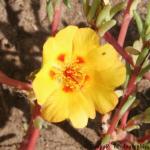 flower2.jpg