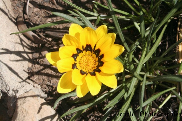flower3.jpg