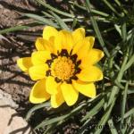 flower3.jpg
