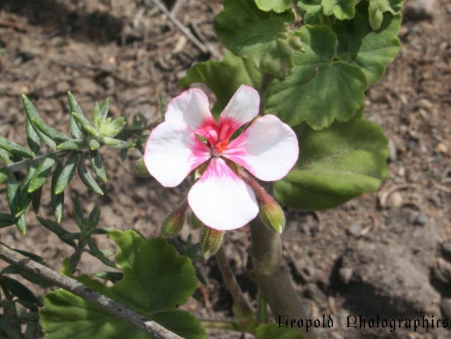 flower4.jpg