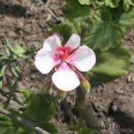 flower4.jpg