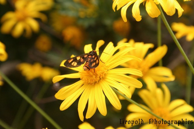 insects1.jpg