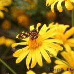 insects1.jpg