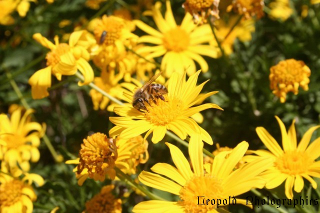 insects2.jpg