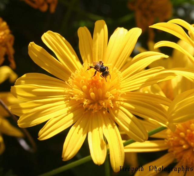 Native Bee