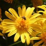 Native Bee