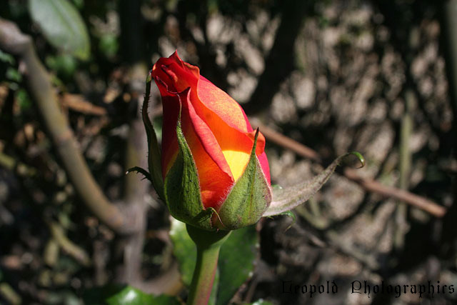 ngoonrose bud