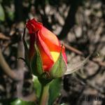 ngoonrose bud