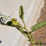 Fauna