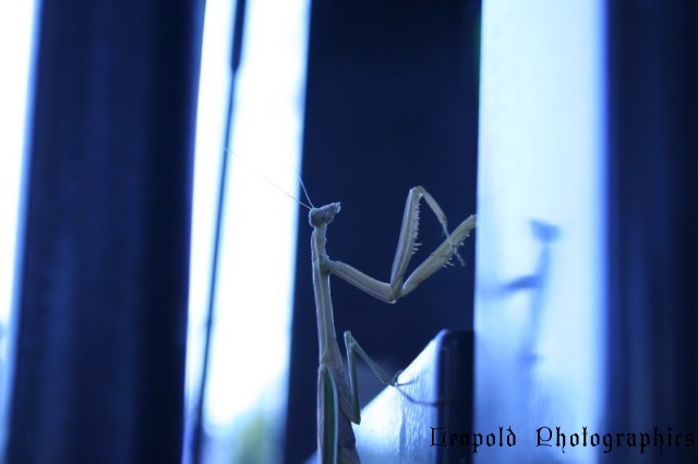 Goulburn Mantid