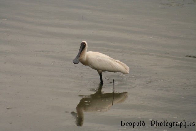 Telara Spoonbill