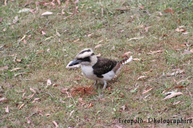 Wingham Laughing Pigeon