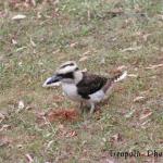 Wingham Laughing Pigeon
