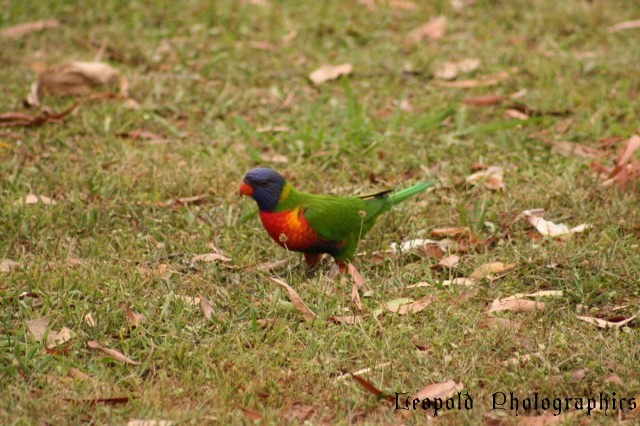 Rainbow Laurikeet
