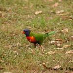 Rainbow Laurikeet