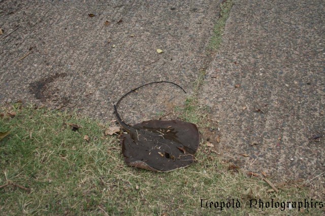 Manning River Stingray